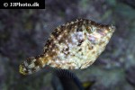 acreichthys tomentosus acreichthys tomentosus
