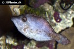 acreichthys tomentosus acreichthys tomentosus