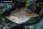 acreichthys tomentosus acreichthys tomentosus