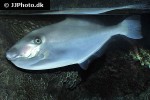 aluterus monoceros aluterus monoceros
