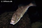 aluterus monoceros aluterus monoceros