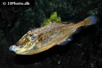 aluterus schoepfii aluterus schoepfii