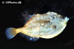 aluterus schoepfii aluterus schoepfii