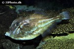 aluterus schoepfii aluterus schoepfii
