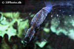 aluterus scriptus aluterus scriptus