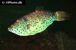 aluterus scriptus aluterus scriptus
