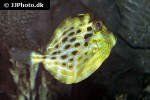 aluterus scriptus aluterus scriptus