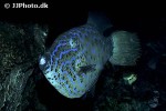 aluterus scriptus aluterus scriptus