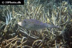 aluterus scriptus aluterus scriptus