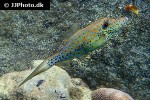 aluterus scriptus aluterus scriptus