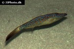 aluterus scriptus aluterus scriptus