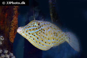 Filefish