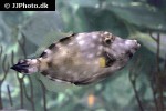 cantherhines macrocerus cantherhines macrocerus