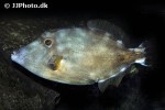 cantherhines macrocerus cantherhines macrocerus