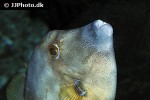 cantherhines macrocerus cantherhines macrocerus