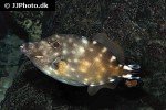 cantherhines macrocerus cantherhines macrocerus