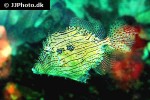chaetodermis penicilligerus chaetodermis penicilligerus