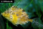 chaetodermis penicilligerus chaetodermis penicilligerus