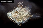 chaetodermis penicilligerus chaetodermis penicilligerus