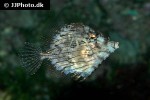 chaetodermis penicilligerus chaetodermis penicilligerus