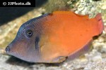 pervagor melanocephalus pervagor melanocephalus