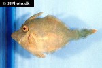 pervagor nigrolineatus pervagor nigrolineatus