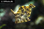 pervagor nigrolineatus pervagor nigrolineatus
