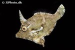 pervagor nigrolineatus pervagor nigrolineatus