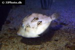 stephanolepis hispidus stephanolepis hispidus