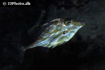 tripodichthys blochii tripodichthys blochii