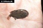 achirus achirus achirus achirus