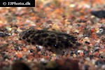 achirus achirus achirus achirus