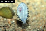 achirus achirus achirus achirus