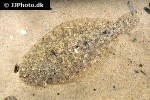 arnoglossus laterna arnoglossus laterna