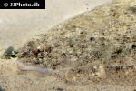 arnoglossus laterna arnoglossus laterna