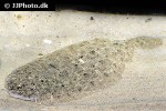 arnoglossus laterna arnoglossus laterna