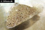 arnoglossus laterna arnoglossus laterna