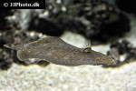 bothus lunatus bothus lunatus