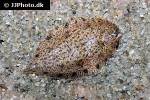 brachirus panoides brachirus panoides