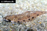 brachirus panoides brachirus panoides