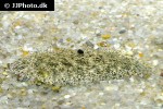 brachirus villosus brachirus villosus