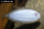 brachirus villosus brachirus villosus