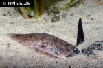 brachirus villosus brachirus villosus