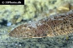 cynoglossus feldmanni cynoglossus feldmanni
