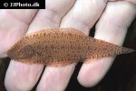 cynoglossus feldmanni cynoglossus feldmanni
