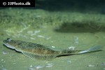 hippoglossoides platessoides hippoglossoides platessoides