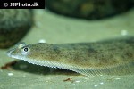 hippoglossoides platessoides hippoglossoides platessoides