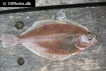 hippoglossoides platessoides hippoglossoides platessoides