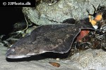 hippoglossus hippoglossus hippoglossus hippoglossus