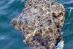 hippoglossus hippoglossus hippoglossus hippoglossus